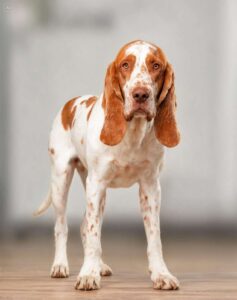 Bracco Italiano Weight Calculator & Growth Chart