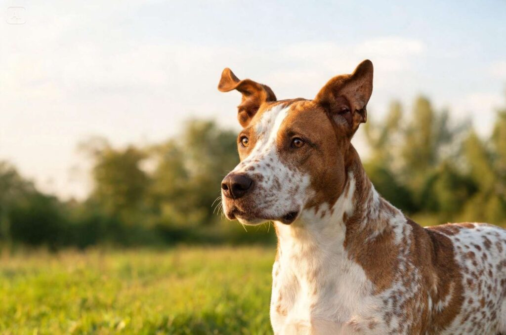 Braque du Bourbonnais Puppy Weight Calculator by Age