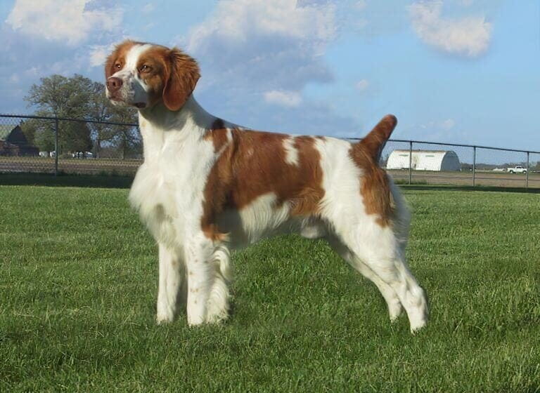 Brittany Dog Weight Calculator: Puppy to Adult