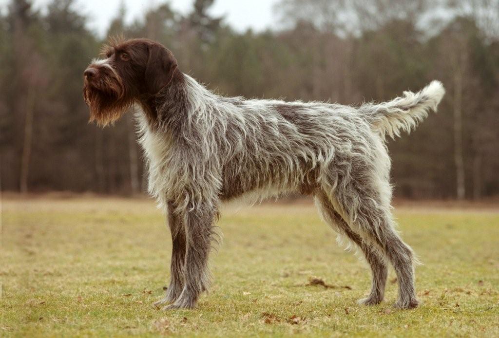 Adult Weight Calculator for Cesky Fousek Puppies