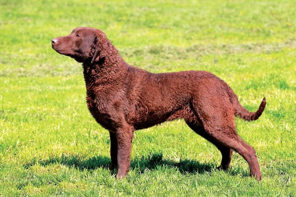 Chesapeake Bay Retriever Weight Chart by Age