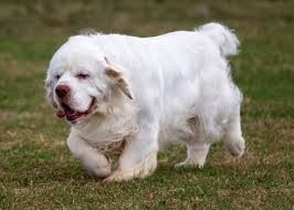 Clumber Spaniel Weight Calculator: Puppy to Adult