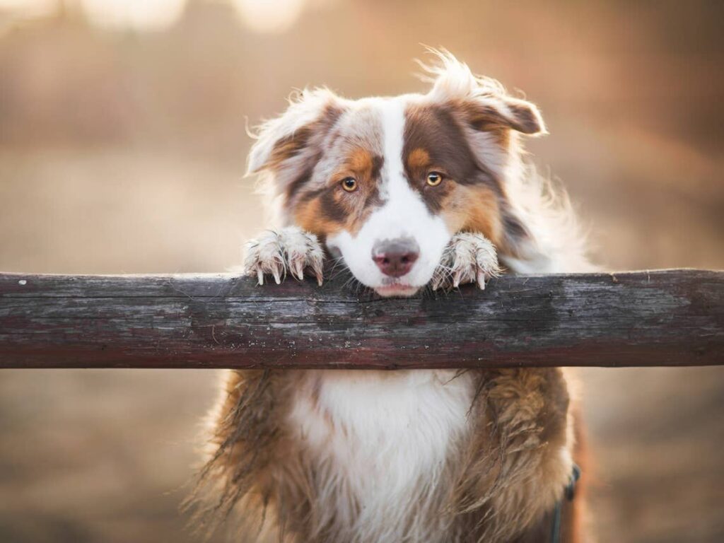 Devoted Dog Weight Calculator by Breed & Age