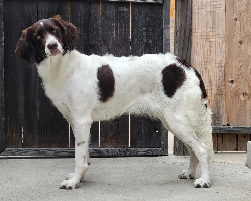 Dutch Partridge Dog Weight Calculator by Age