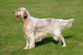 English Setter Puppy Weight Chart & Calculator