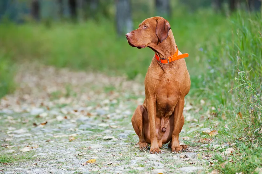 Hunting Dog Weight Calculator: Predict Adult Size