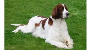 Irish Red and White Setter Weight Calculator & Chart