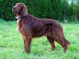 Irish Setter Weight Chart & Puppy Size Calculator