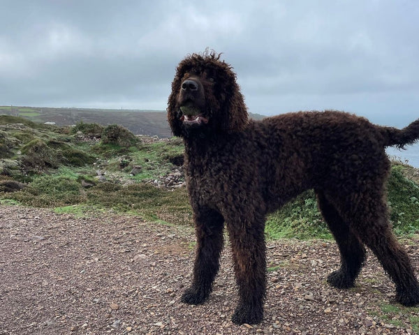 Irish Water Spaniel Puppy Weight Calculator Guide