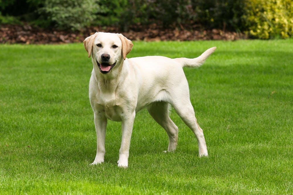 Labrador Weight Chart Calculator – Track Puppy Growth