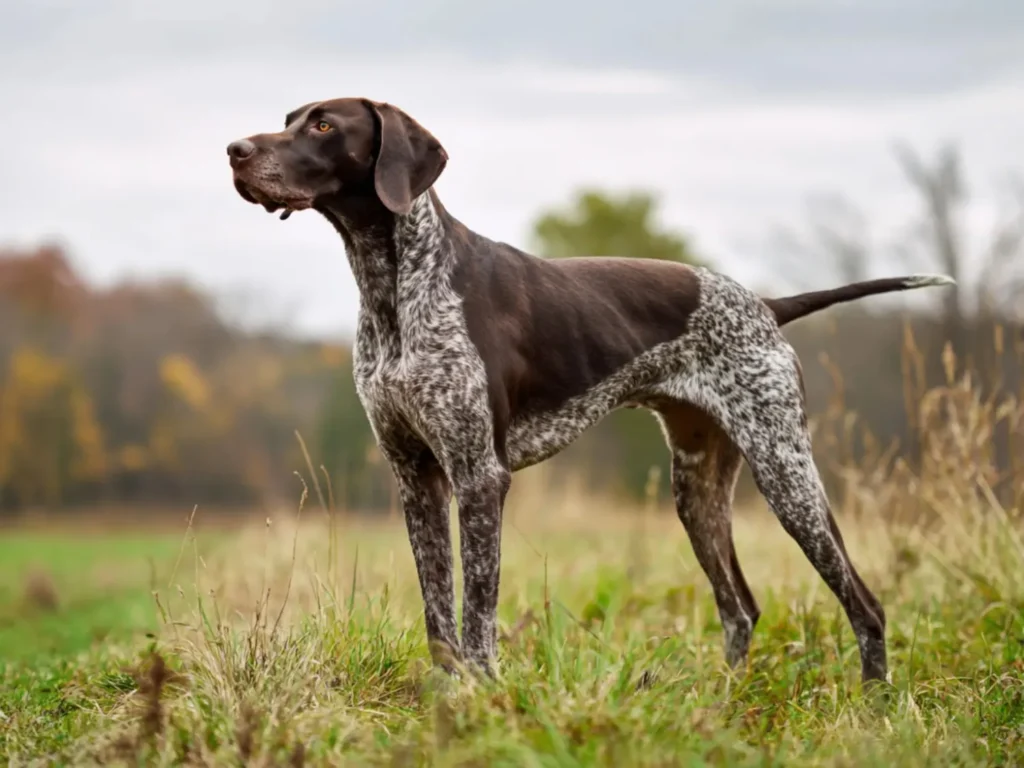 Large French Pointer Puppy Growth & Weight Calculator